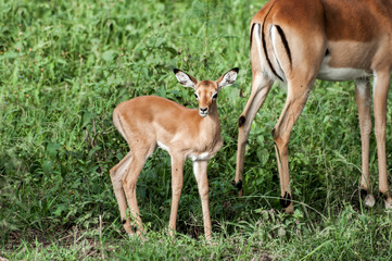 Naklejka na ściany i meble Baby Impala with Mother