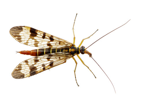 Mosquito