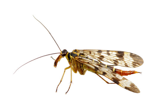 Mosquito