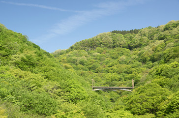 めがね橋からの新緑