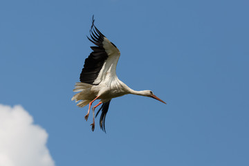 Stork flies