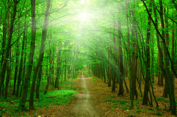 Obraz premium sunlight forest