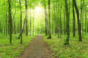 Fototapeta premium sunlight forest