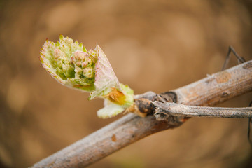 Vine shoots in spring, Bud -Vineyard south west of France, Borde