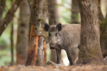 sanglier fôret chasse