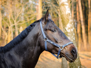 Obraz premium dark sorrel stallion