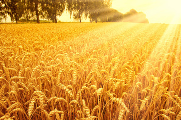 Field of wheat