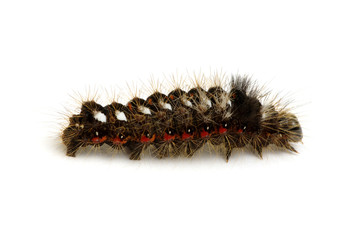  caterpillar