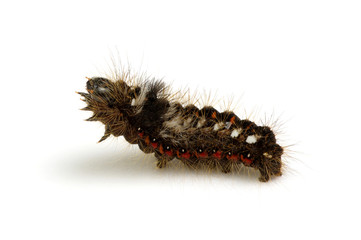  caterpillar