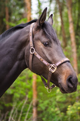 Obraz premium dark sorrel stallion