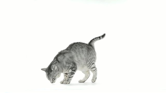 Tabby cat rollover want to play