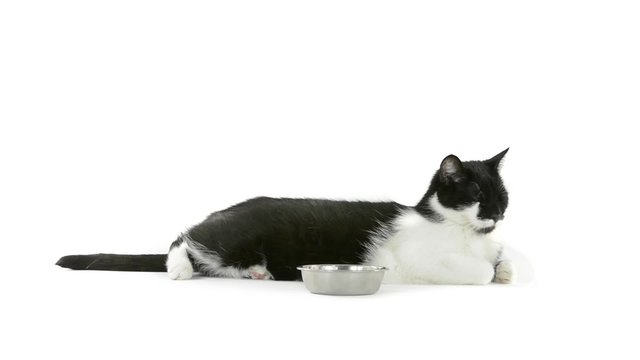 Black and white cat laying beside a bowl