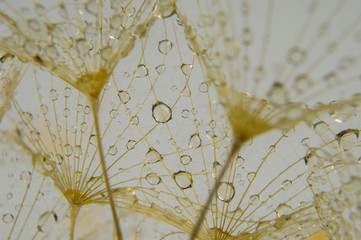 Abstract macro photo