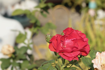 Vintage roses beauty with the nature