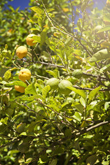 Lush lemon tree