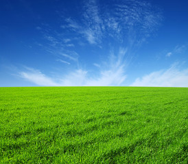 Fototapeta premium field