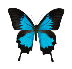 Fototapeta premium Blue butterfly