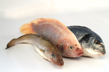 fische