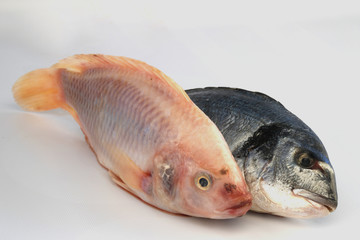 fische