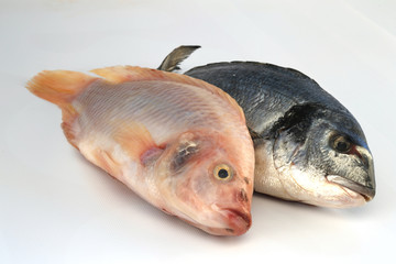 Fototapeta premium fische