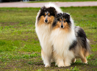 Two Rough сollies ahead on the grass in the park.