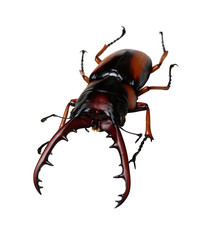 Stag beetle