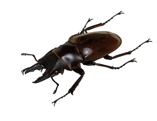 Stag beetle