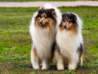 Two Rough сollies seats on the grass in the park.