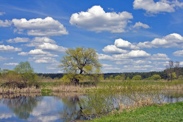 Nature landscape