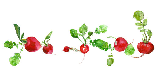 Radishes  pattern