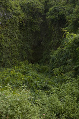 Deep Forest, Lush Tropical Rainforest in North India, Background