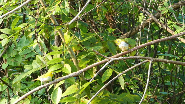 oriental white-eye birds (Zosterops Palpebrosus)
