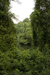 Fototapeta na wymiar Deep Forest, Lush Tropical Rainforest in North India