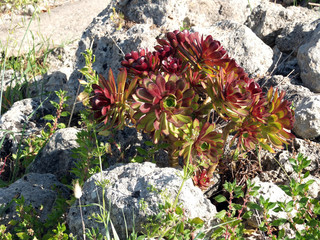 Pianta grassa di campo