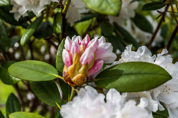 Rhododendren
