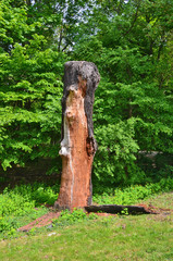 Obraz premium alter baum