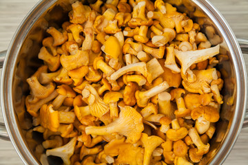 chantarelles in a big pot