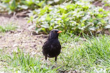 Common black bird