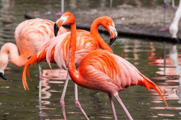 american flamingo