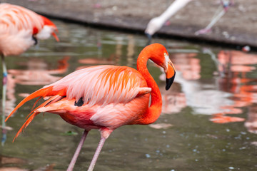 american flamingo