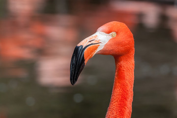 Porfile portrait of american flamingo