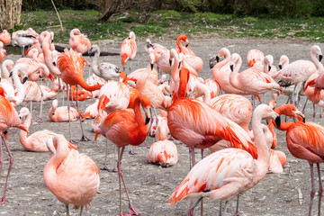 American and Chilean flamingos