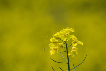 Rapsblüte
