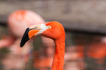 Porfile portrait of american flamingo