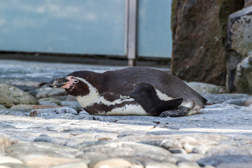 Naklejka premium Penguin