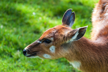 Bongo antelope