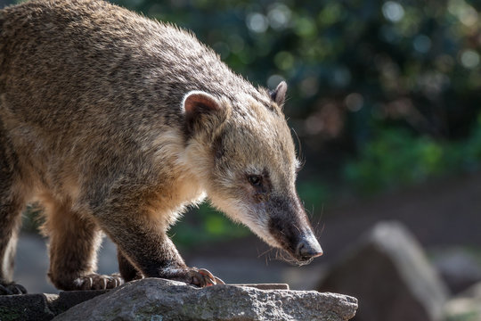 South American Coati