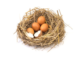 twigs nest with brown chicken eggs with broken and empty shell e