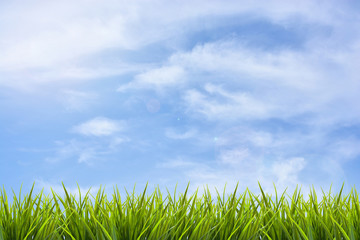 Grass grass under blue sky and clouds