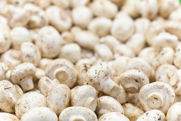 Fresh mushrooms champignon